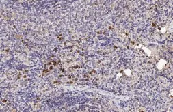Anti-Hemoglobin epsilon antibody [HL2457] used in IHC (Paraffin sections) (IHC-P). GTX638775