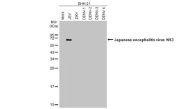 Anti-Japanese encephalitis virus NS3 antibody [HL2472] used in Western Blot (WB). GTX638821
