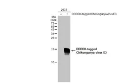 Anti-Chikungunya virus E3 antibody [HL2476] used in Western Blot (WB). GTX638825