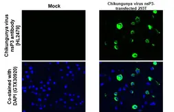 Anti-Chikungunya virus nsP3 antibody [HL2479] used in IHC-P (cell pellet) (IHC-P (cell pellet)). GTX638828