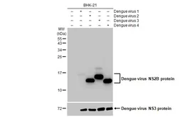 Anti-Dengue virus NS2B protein antibody [HL2513] used in Western Blot (WB). GTX638874