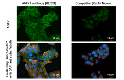 Anti-AGTR1 antibody [HL2524] used in Immunocytochemistry/ Immunofluorescence (ICC/IF). GTX638885