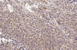 Anti-AGTR1 antibody [HL2524] used in IHC (Paraffin sections) (IHC-P). GTX638885