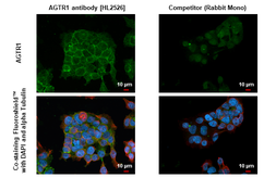 Anti-AGTR1 antibody [HL2526] used in Immunocytochemistry/ Immunofluorescence (ICC/IF). GTX638887
