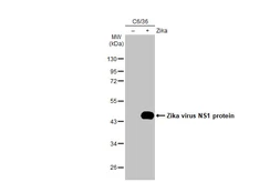 Anti-Zika virus NS1 protein antibody [HL2567] used in Western Blot (WB). GTX638945