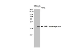 Anti-PRRS virus M protein antibody [HL2575] used in Western Blot (WB). GTX638953