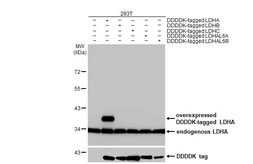 Anti-LDHA antibody [HL2615] used in Western Blot (WB). GTX639069