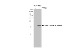 Anti-PRRS virus M protein antibody [HL2619] used in Western Blot (WB). GTX639073