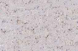 Anti-TMEM119 antibody [HL2627] used in IHC (Paraffin sections) (IHC-P). GTX639083