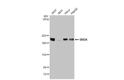 Anti-BRD4 antibody [HL2729] used in Western Blot (WB). GTX639557