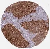 Anti-PD-L1 antibody [H302] HistoMAX&trade; used in IHC (Paraffin sections) (IHC-P). GTX639925