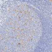 Anti-PD-L1 antibody [H302] HistoMAX&trade; used in IHC (Paraffin sections) (IHC-P). GTX639925