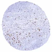 Anti-Thymidylate synthase antibody [HMV305] HistoMAX&trade; used in IHC (Paraffin sections) (IHC-P). GTX639929