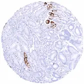 Anti-Pepsinogen I antibody [HMV318] HistoMAX&trade; used in IHC (Paraffin sections) (IHC-P). GTX639942