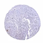Anti-TIGIT antibody [HMV322] HistoMAX&trade; used in IHC (Paraffin sections) (IHC-P). GTX639946