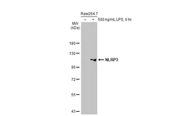 Anti-NLRP3 antibody [HL2813] used in Western Blot (WB). GTX639954