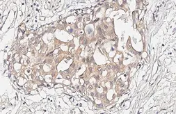 Anti-P2Y11 antibody [HL2821] used in IHC (Paraffin sections) (IHC-P). GTX640092