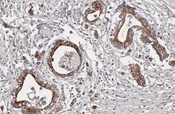 Anti-Dopamine Receptor D4 antibody [HL2850] used in IHC (Paraffin sections) (IHC-P). GTX640121