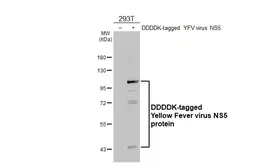 Anti-Yellow Fever virus NS5 protein antibody [HL2916] used in Western Blot (WB). GTX640259