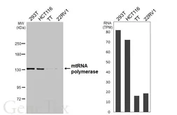 Anti-mtRNA polymerase antibody [HL3068] used in Western Blot (WB). GTX640514