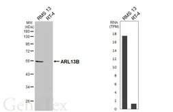 Anti-ARL13B antibody [HL3092] used in Western Blot (WB). GTX640538