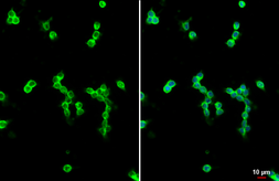 Anti-CD11b antibody [HL3095] used in Immunocytochemistry/ Immunofluorescence (ICC/IF). GTX640541