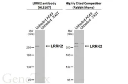 Anti-LRRK2 antibody [HL3167] used in Western Blot (WB). GTX640677