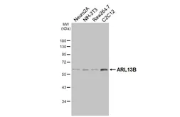 Anti-ARL13B antibody [HL3179] used in Western Blot (WB). GTX640697