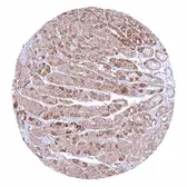 Anti-SDHA antibody [HMV336] HistoMAX&trade; used in IHC (Paraffin sections) (IHC-P). GTX640916
