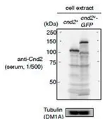 Anti-Cnd2 (S. pombe) antibody used in Western Blot (WB). GTX64102