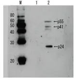 Anti-HIV1 p24 antibody used in Western Blot (WB). GTX64128