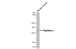 Anti-Flightless I antibody [HL3438] used in Western Blot (WB). GTX641311