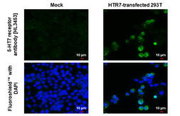 Anti-5-HT7 receptor antibody [HL3453] used in Immunocytochemistry/ Immunofluorescence (ICC/IF). GTX641326