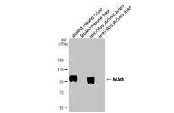 Anti-MAG antibody [HL3469] used in Western Blot (WB). GTX641354