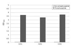 Anti-FGFR1 (phospho Tyr766) + FGFR2 (phospho Tyr769) + FGFR3 (phospho Tyr760) antibody [HL3487] used in  (). GTX641372