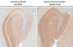 Anti-mGluR5 antibody [HL3509] used in IHC (Paraffin sections) (IHC-P). GTX641397