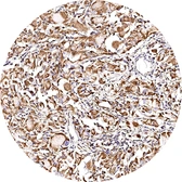 Anti-CXCR7 antibody [H342] HistoMAX&trade; used in IHC (Paraffin sections) (IHC-P). GTX641403
