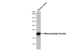 Anti-Mitochondrial Ferritin antibody [HL3521] used in Western Blot (WB). GTX641418