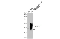 Anti-FSTL1 antibody [HL3523] used in Western Blot (WB). GTX641420