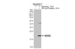 Anti-ISG20 antibody [HL3578] used in Western Blot (WB). GTX641549