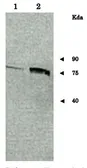 Anti-Sup35 / PSI+ (S. cerevisiae) antibody used in Western Blot (WB). GTX64173