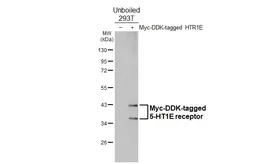 Anti-5-HT1E receptor antibody [HL3875] used in Western Blot (WB). GTX642113