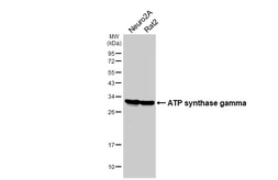 Anti-ATP synthase gamma antibody [HL3949] used in Western Blot (WB). GTX642199