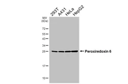 Anti-Peroxiredoxin 6 antibody [HL3952] used in Western Blot (WB). GTX642202