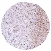 Anti-p27 Kip1 antibody [HMV3970] HistoMAX&trade; used in IHC (Paraffin sections) (IHC-P). GTX642296