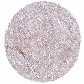Anti-GPM6A antibody [HMV3973] HistoMAX&trade; used in IHC (Paraffin sections) (IHC-P). GTX642299