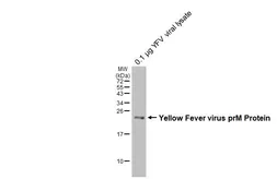 Anti-Yellow Fever virus prM Protein antibody [HL4004] used in Western Blot (WB). GTX642335
