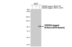 Anti-B-Raf (L597R Mutant) antibody [HL4010] used in Western Blot (WB). GTX642341