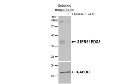 Anti-S1PR5 / EDG8 antibody [HL4092] used in Western Blot (WB). GTX642531