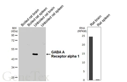 Anti-GABA A Receptor alpha 1 antibody [GT154] used in Western Blot (WB). GTX642581